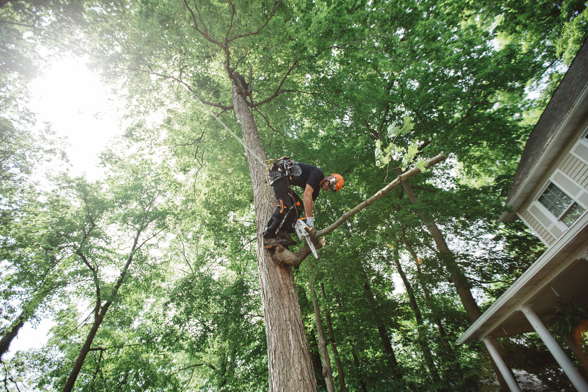 Stihl MS 151 T C-E Gas Chainsaw | 12" Guide Bar