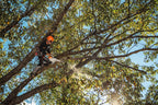 Stihl MSA 220 TC-O Battery Powered Chainsaw | Unit Only